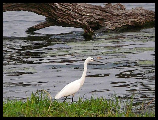 aigrette garzette